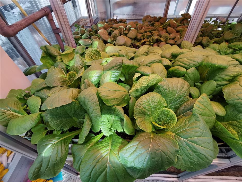 Doctor grows vegetables for Antarctic team