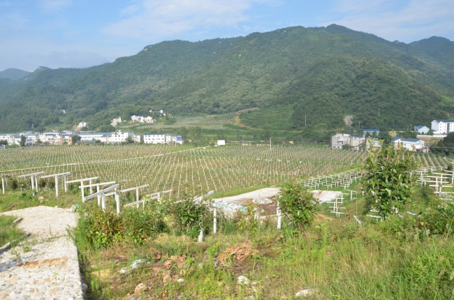 猕猴桃基地 猕猴桃基地