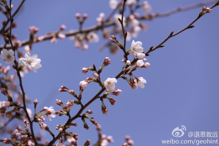 yinghua4 yinghua4