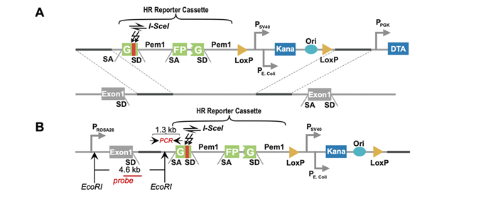 DiagramDescription automatically generated