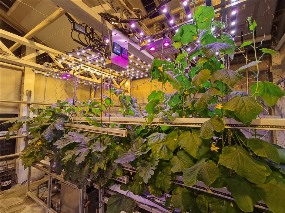 Doctor grows vegetables for Antarctic team