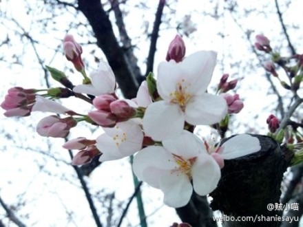 yinhhua5 yinhhua5
