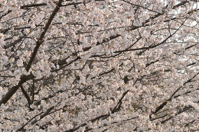DSC_6254 DSC_6254